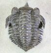 Pseudocryphaeus (Cryphina) Trilobite #64418-1
